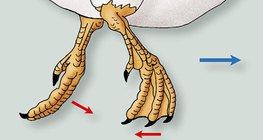 물속에서 움직이는 오리 발