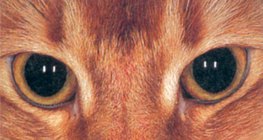 Oczy kota w ciemności