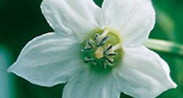 Цветок стручкового перца