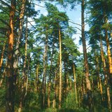 Pine forest