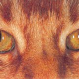 Oczy kota przy świetle