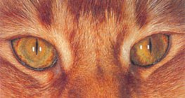 Oczy kota przy świetle