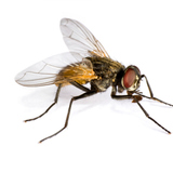 Fly
