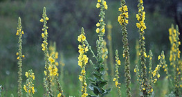 Black mullein