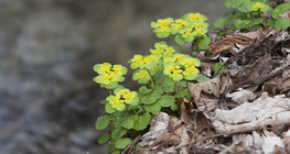 Golden saxifrage