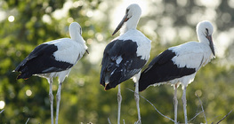 Young white storks