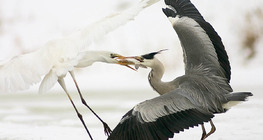 キャッチのために戦う