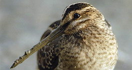 Common snipe