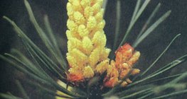 Sosnowe kwiaty męskie z pyłkiem