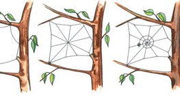 Proces przędzenia pajęczyny