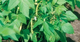 Фасоль обыкновенная