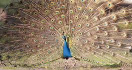 Peacock