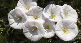 Field bindweed