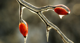 Iced rose hips