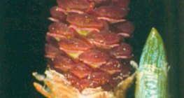 Kwiaty żeńskie sosny