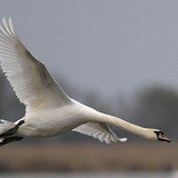 Mute swan flying