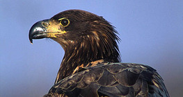 White tailed eagle