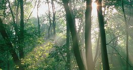 Las w promieniach słonecznych