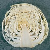 キャベツの頭部を縦断面