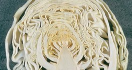 Продольное сечение кочана капусты