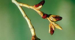 Zebrane w kotki pylące kwiaty topoli czarnej