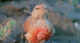 Makolągwa zwyczajna