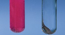 Reakcja wapnia i miedzi z wodą