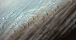 絡み合った棘のある鳥の羽の微細構造