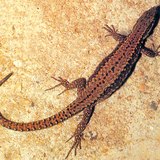 Стенная ящерица