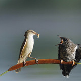 大きな葦の餌を食べる一般的な鳩のひよこ