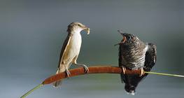 Great reed warbler feeding Common cuckoo chick