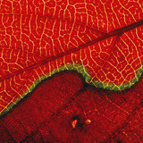 リーフ（マクロ画像）