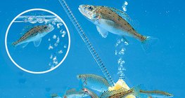 Воздушный компрессор (аэратор) для аквариума