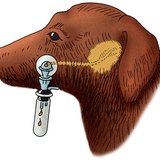 狗的唾液分泌 测量（巴甫洛夫法）