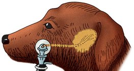 狗的唾液分泌 测量（巴甫洛夫法）