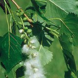 Opatrzone puchem nasiona topoli czarnej