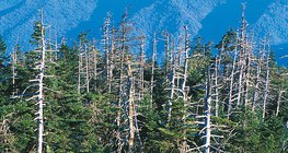 Szkody poczynione przez kwaśny deszcz