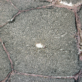 Wycinek wątroby (świnia)