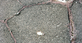 肝臓の部分（ブタ）