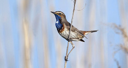 Bluethroat