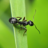 Mrówka