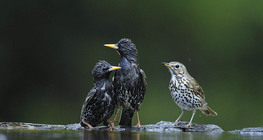 Starlings and Mistle thrush