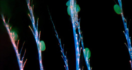 花粉のハチミツキチンの髪