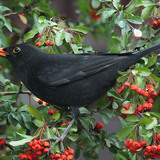 Common blackbird