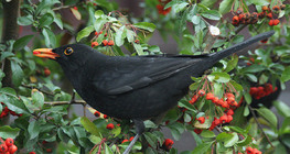 共通のブラックバード