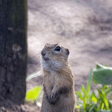 European ground squirrel