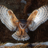 Barn owl