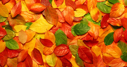 단풍이 든 나뭇잎