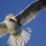 Gull