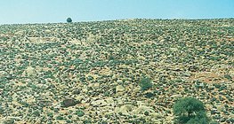 Каменистая пустыня